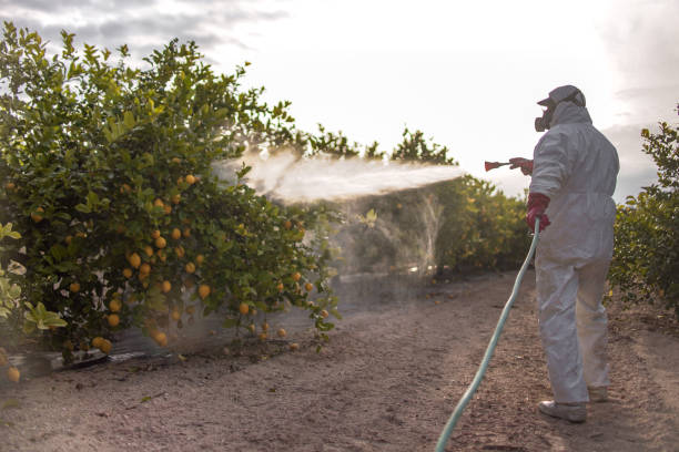 Best Insect Control  in Bremen, GA
